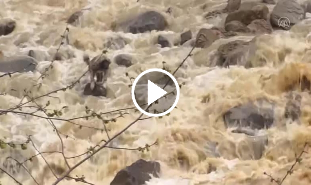 Annesine ulaşmak için Dereye atlayan köpek yavrusu kurtarıldı.