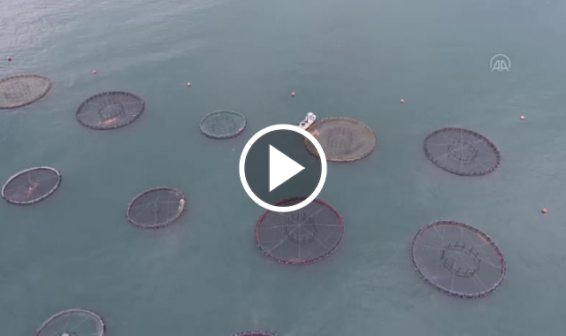 Türk somonu İspanya'daki fuarda tanıtılacak. Video Haber