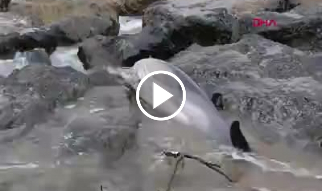 Trabzon'da 2 yunus daha sahile vurdu. Video Haber