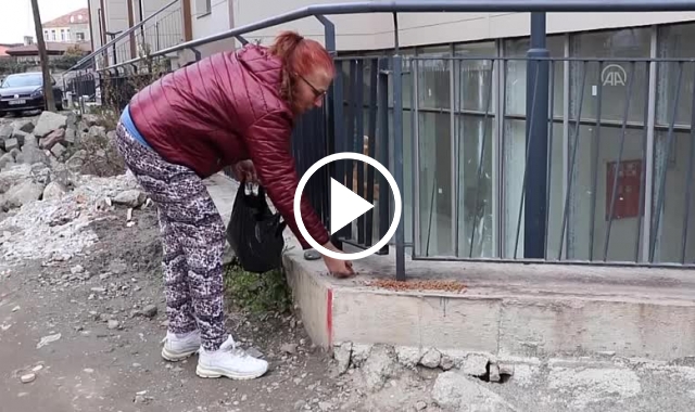 Trabzon'da uzlaşma şartı sahipsiz hayvanlara mama oldu. Video Haber