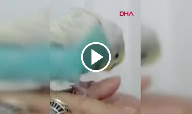 Trabzon'da fanatik kuş. Video Haber