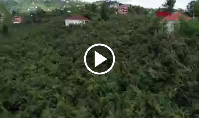 Rusya ve Ukrayna'ya ihraç fındıklar elde kaldı. Video Haber