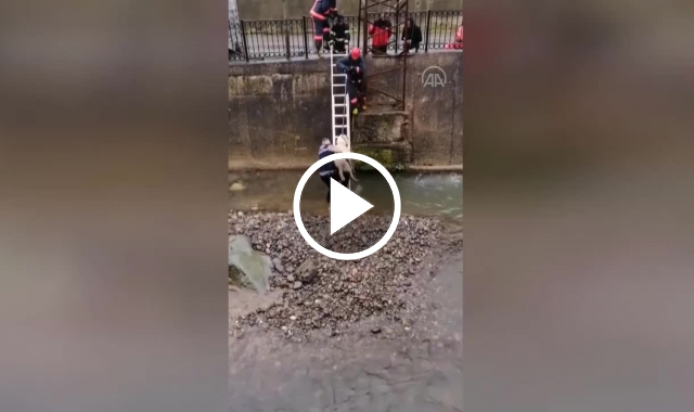 Rize'de dereye düşen köpek için seferberlik. video haber