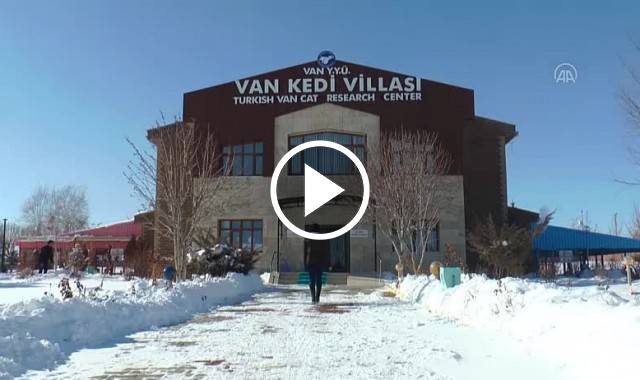 Türkiye 7 kedi türüne ev sahipliği yapıyor! Video Haber.