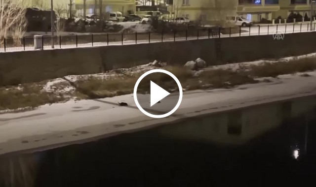 Bayburt'ta su samuru ailesinden alabalık tesisine "gece operasyonu" Video Haber