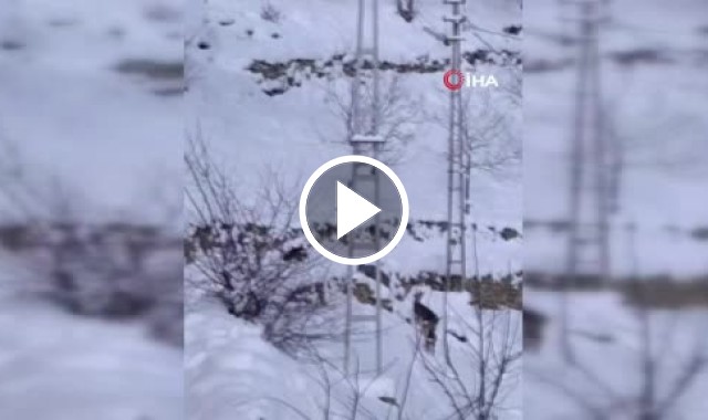 Çaykara'da karacalar köye indi. Video Haber