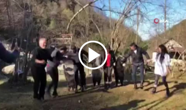 Keçiler horon halkasına girerse. Video Haber