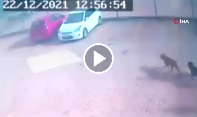 Gaziantep’te pitbull dehşeti: 4 yaşındaki Asiye’ye doku nakli yapıldı