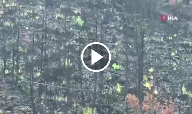 Bodrum’da kül olan ormanlar yeniden yeşeriyor.