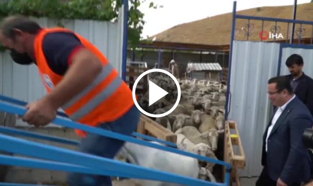 Mobil koyun banyosu çobanların ve koyunların hizmetinde