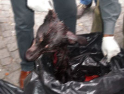 Şimdi de köpek et çıktı