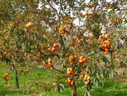 Trabzonhurmasında yeni çeşitler