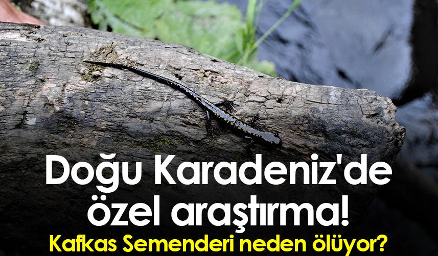 Doğu Karadeniz'de özel araştırma! Kafkas Semenderi neden ölüyor?