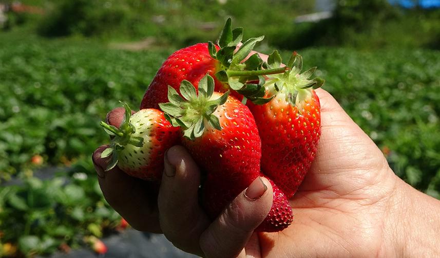 Ordu’da çilek hasadı başladı