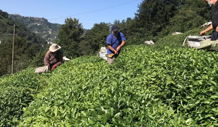 ÇAYKUR 3 günde 730 ton yaş çay aldı