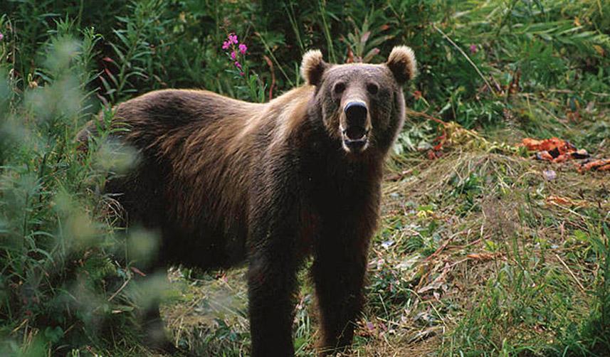 Artvin'de ayı ağıla girdi! 20 koyun telef oldu