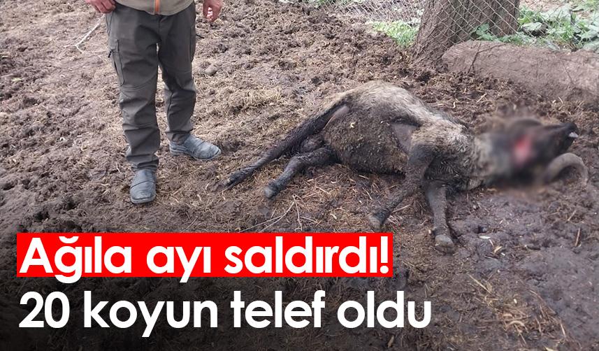 Artvin'de ağıla ayı saldırdı! 20 koyun telef oldu