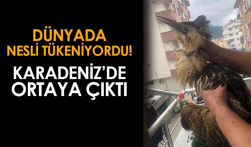 Dünyada nesli tükeniyordu! Artvin'de ortaya çıktı