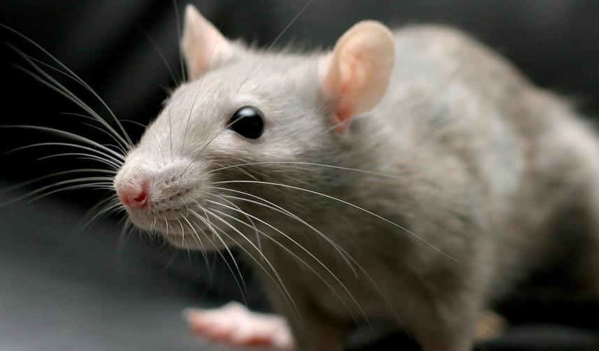 Rüyada fare görmek ne anlama gelir? Rüyada fare görmenin anlamı nedir?