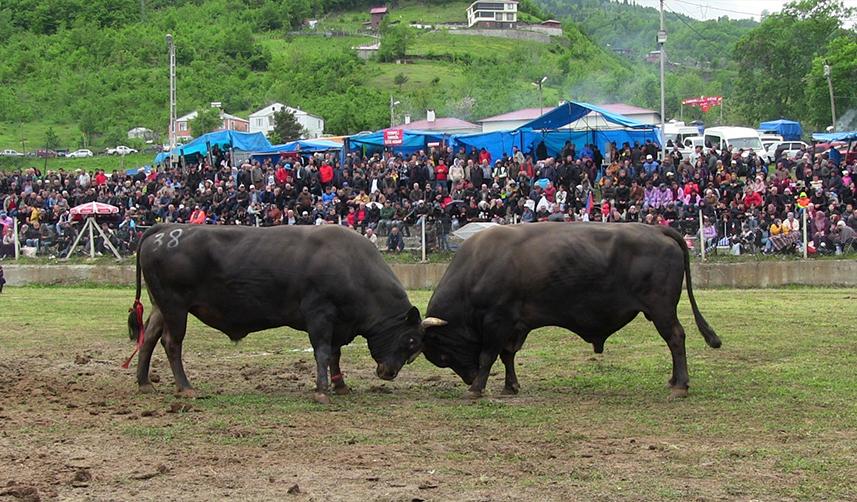 Artvin'de düzenlenen boğa güreşleri renkli görüntülere sahne oldu