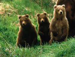 Sürmene'de 3 boz ayıyı öldürdüler