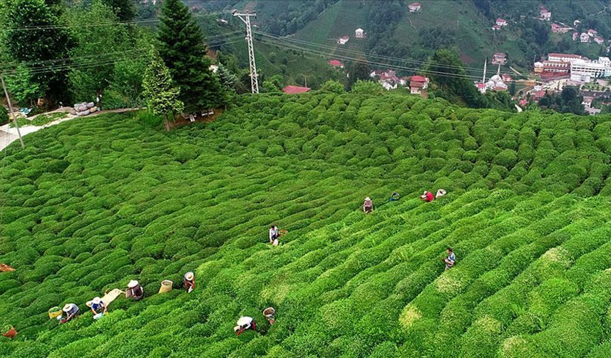 Türk çayı ihraç edilen ülkeler için hedef pazar payının artırılması