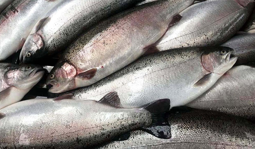 Doğu Karadeniz'in 3 aylık somon ihracat rakamları belli oldu
