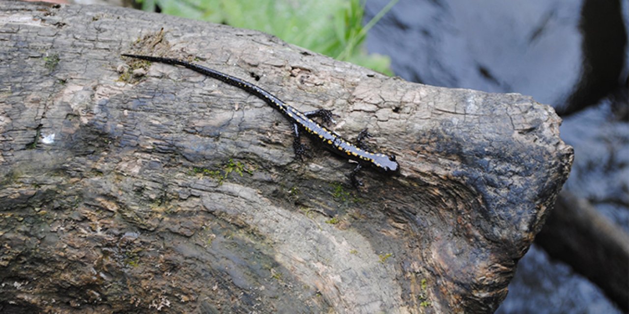 Nesli tehlikede bulunan Kafkas Semenderi için Doğu Karadeniz'den sevindiren haber