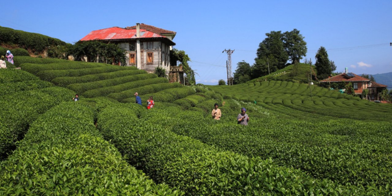 ÇAYKUR'un birinci sürgünden kaç ton çay aldığı belli oldu