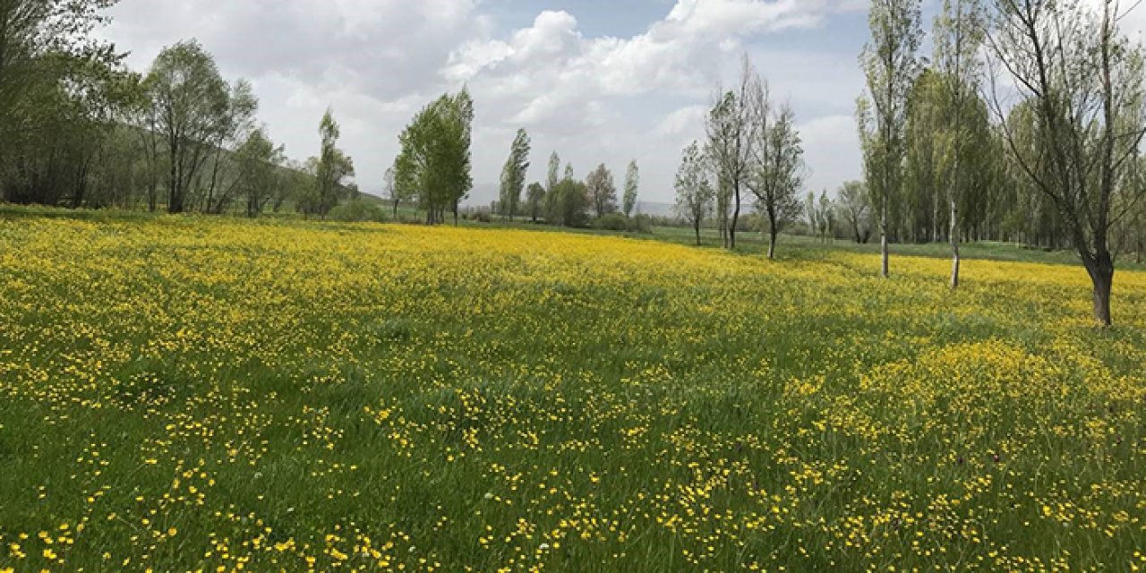 Bayburt'ta baharla kanolalar görsel şölen oluşturdu