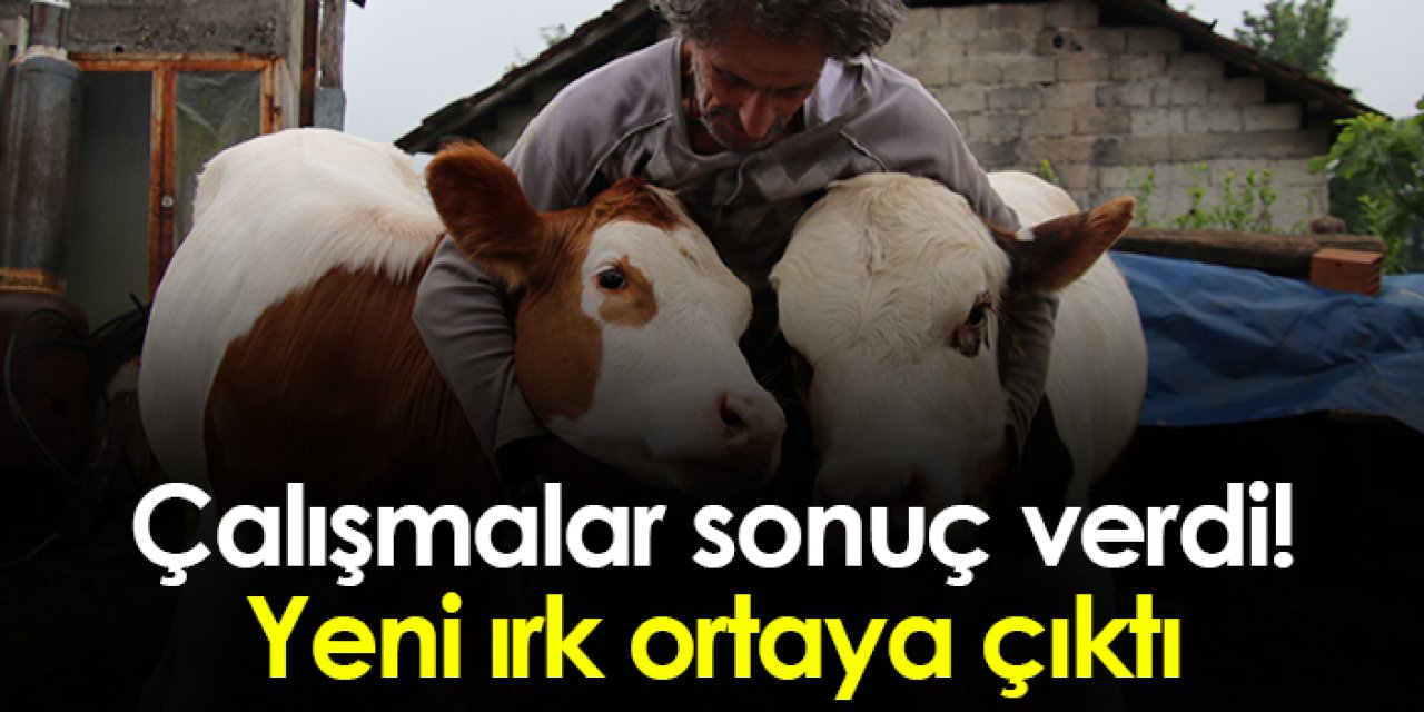 Rize'de çalışmalar sonuç verdi! Yeni ırk inek ortaya çıktı