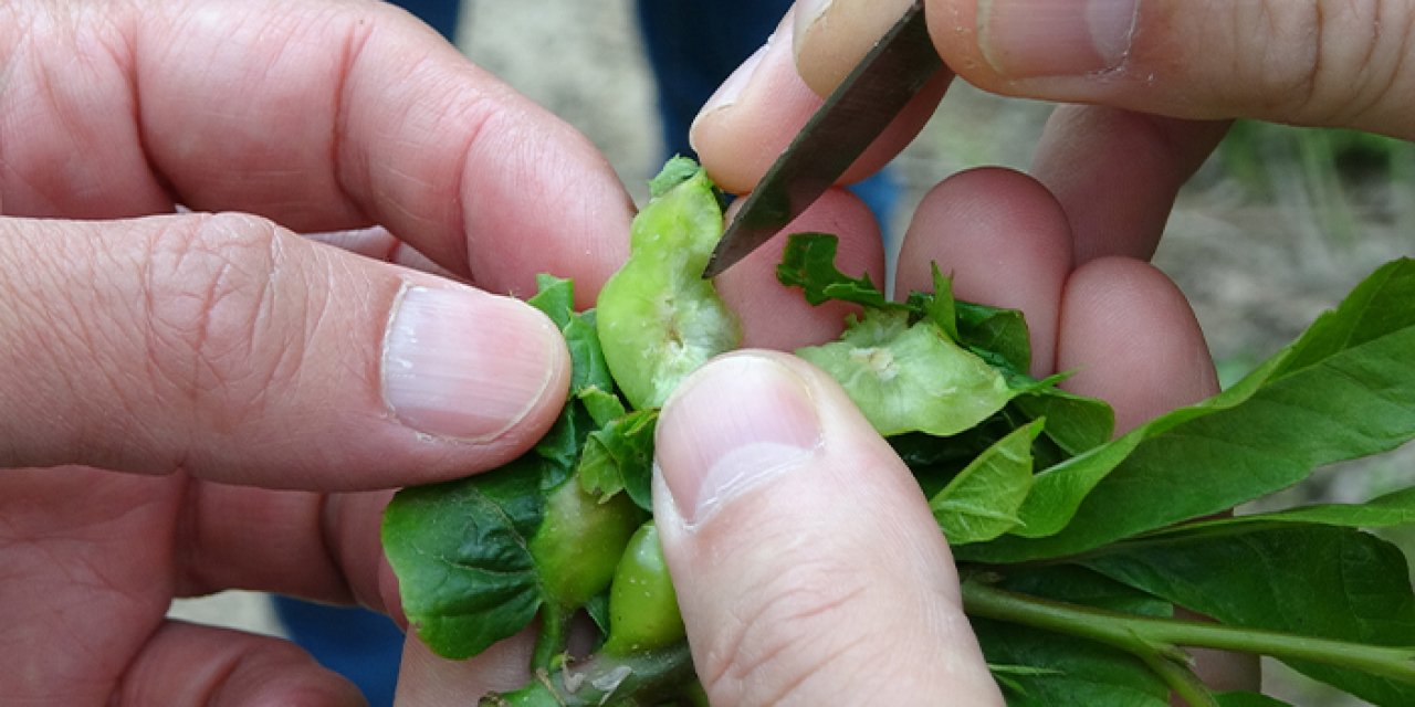 Trabzon'da katil arıya karşı mücadele başlatıldı