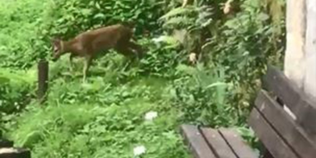 Artvin'de yiyecek arayan karacalar yerleşim yerlerine indi