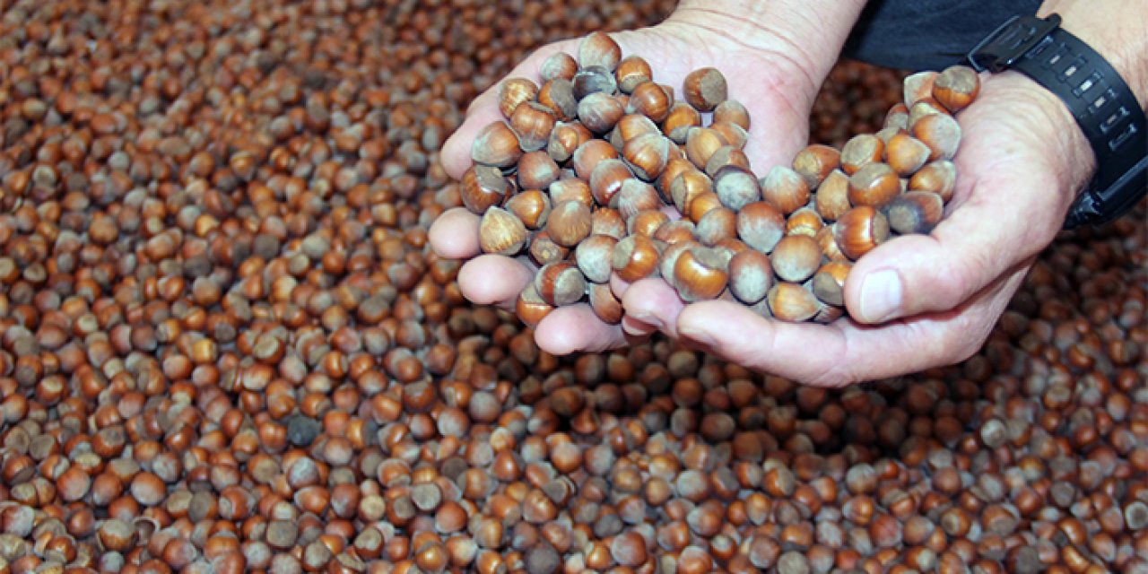 Giresun'da açıklanan rekolteler fındık fiyatına etki etmedi
