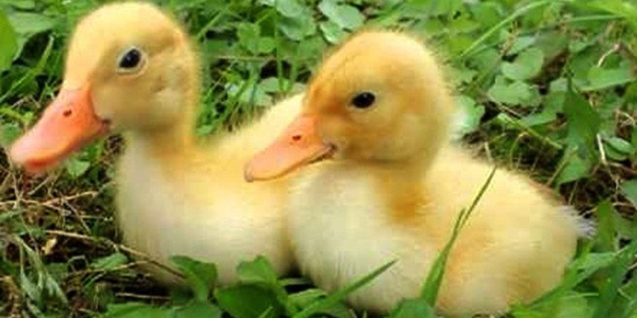 Rüyada ördek görmek ne anlama gelir? Rüyada ördek görmenin anlamı