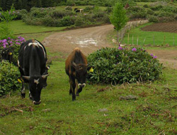 Doğu Karadeniz'de yayla göçü