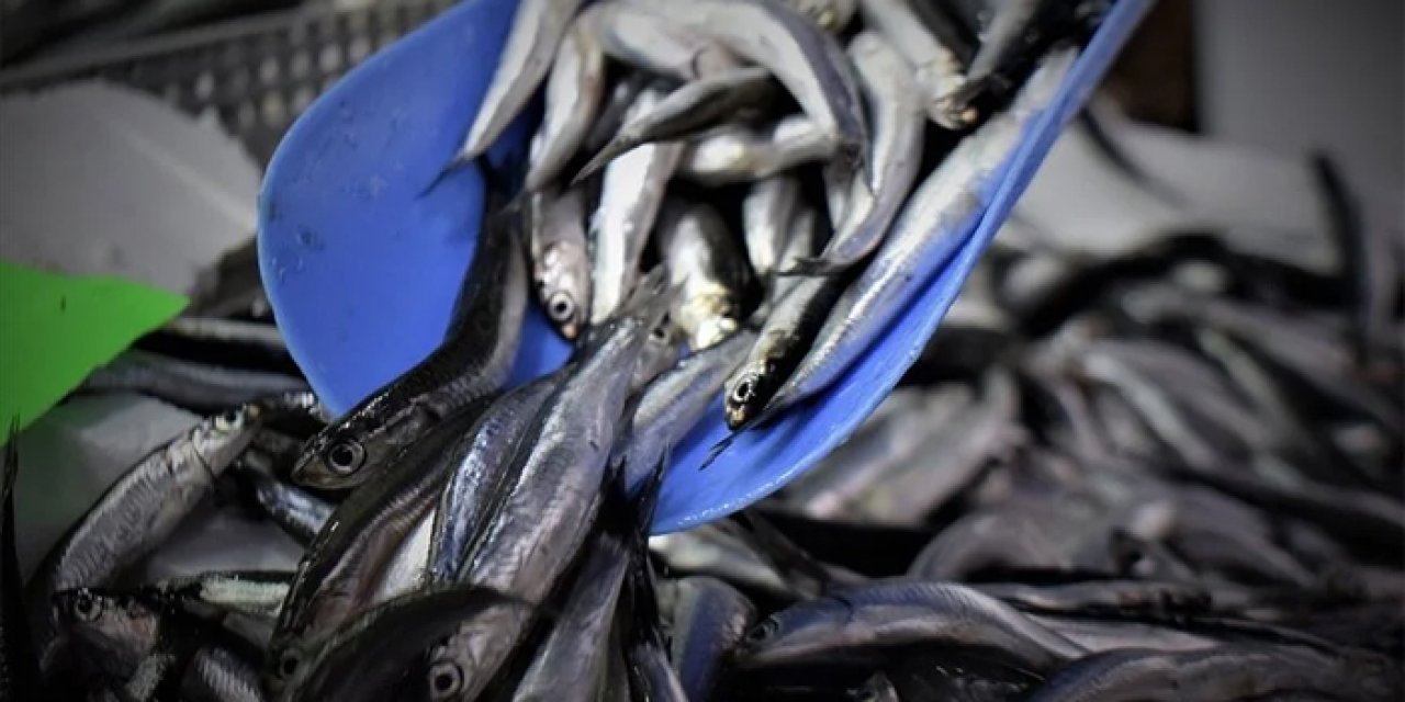 Türkiye'den 4 ayda 20 ülkeye hamsi ihracı