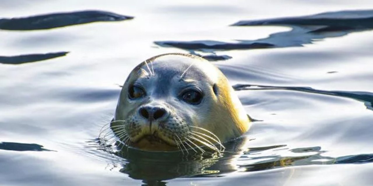 Rüyada fok balığı görmek ne anlama gelir?
