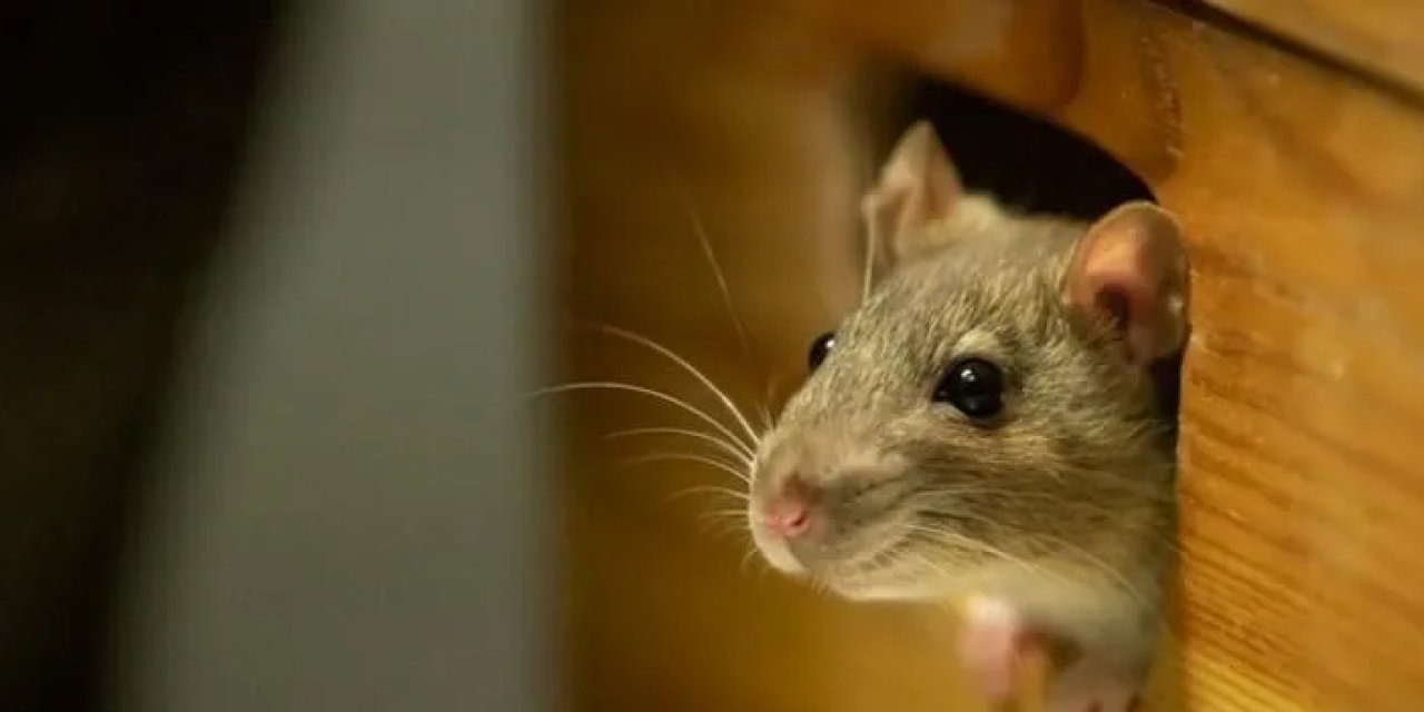 Rüyada fare yakalamak ne anlama gelir?