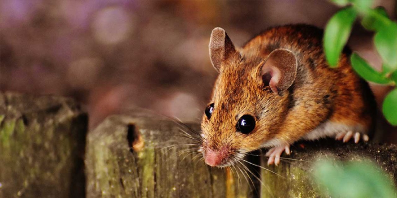 Rüyada lağım faresi görmek ne anlama gelir?