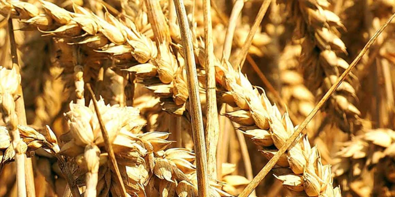 Rüyada buğday görmek ne anlama gelir?