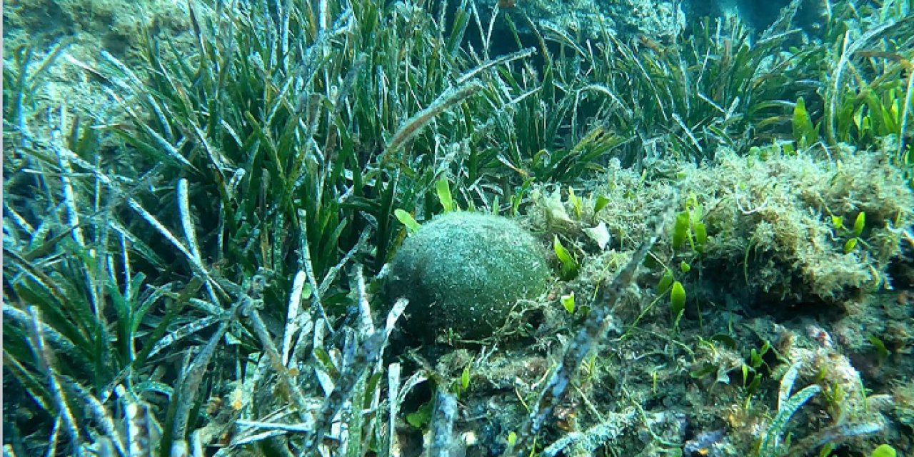 Denir karpuzu nedir? Deniz karpuzu ne işe yarar?