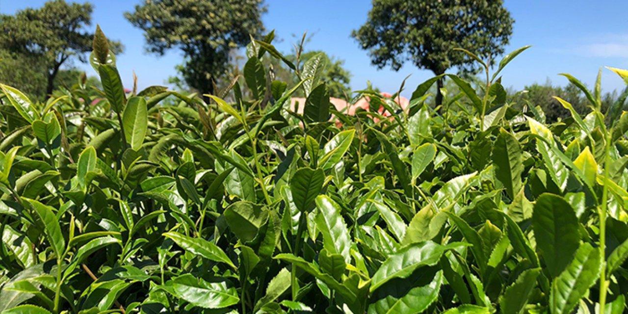 Rize'de çay üreticilerine 'acele etmeyin' uyarısı!