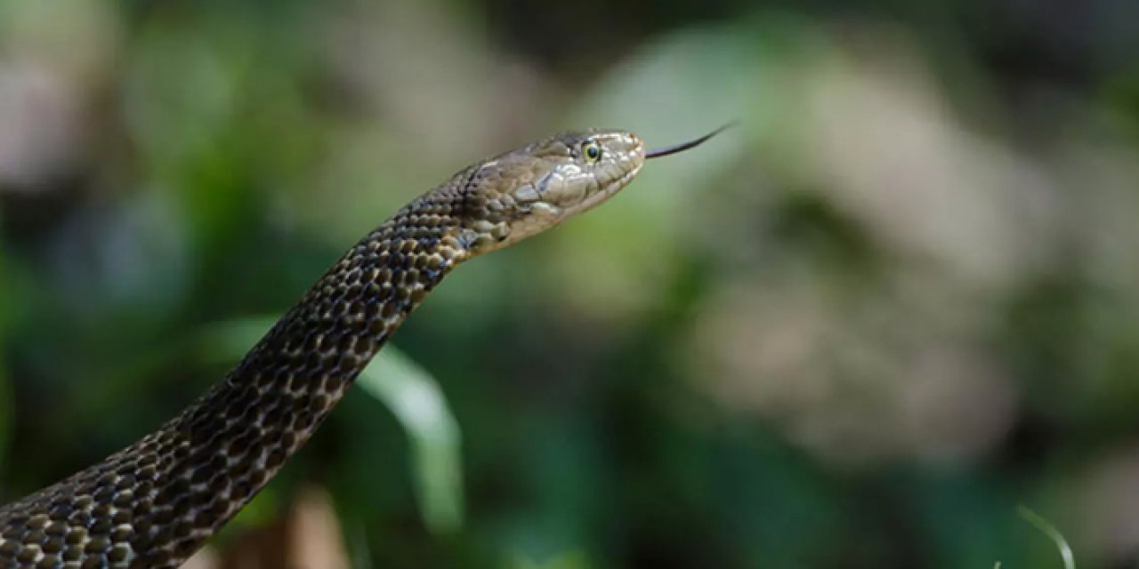 Artvin'de yılanın soktuğu genç kız Trabzon'da yoğun bakıma alındı