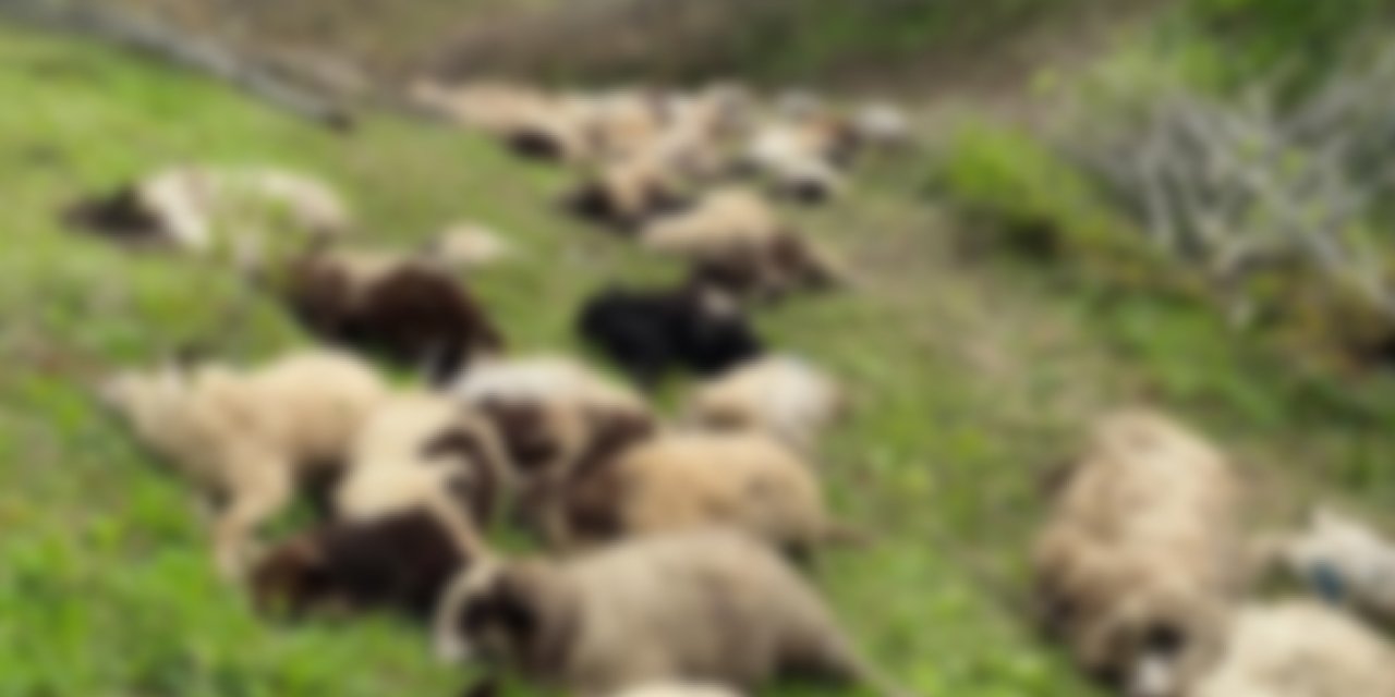 Ordu'da Ayı saldırısı! 76 koyun telef oldu