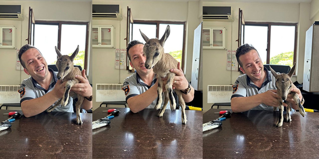 Artvin'de yavru yaban keçisi güvenlik kulübesine sığındı