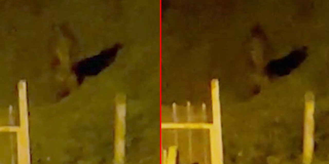 Rize'de çay bahçesine giren ayı görenleri korkuttu