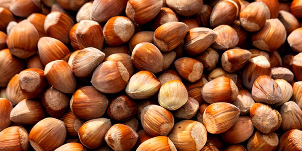 Trabzon'da fındıkta iyi tarım uygulamaları yaygınlaşıyor