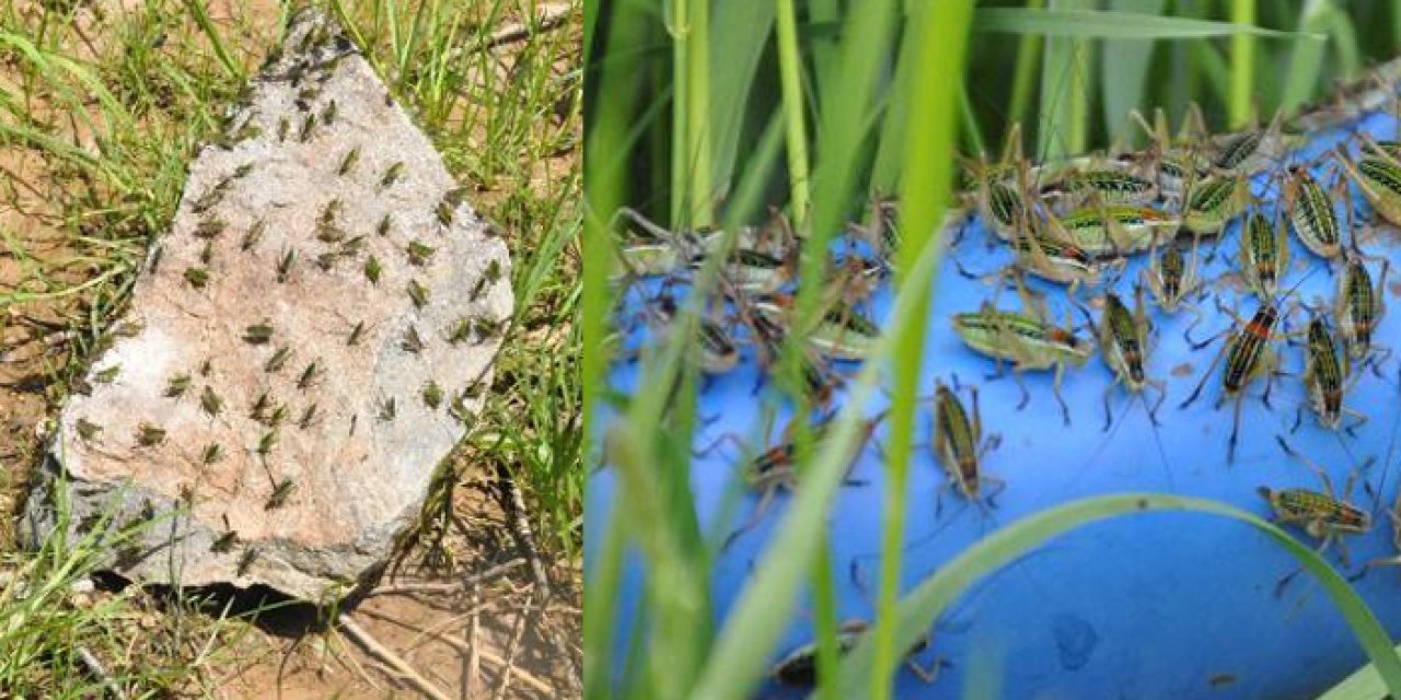 Gümüşhane'de çekirgeler köyü istila etti