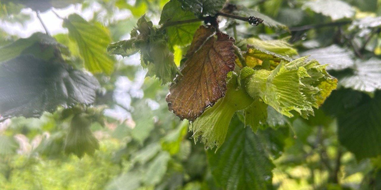 Fındık üreticisi dertli! Kara Kara düşünüyorlar